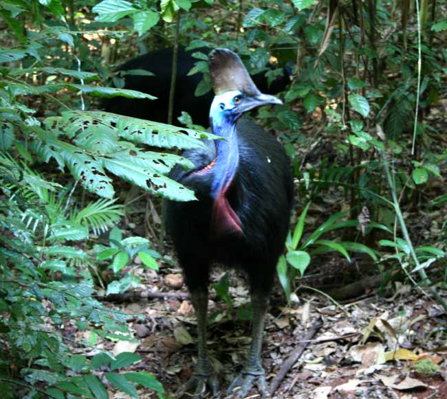 photo of a cassowary in Cape Tribulation Daintree