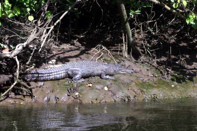 photo of a crocodile