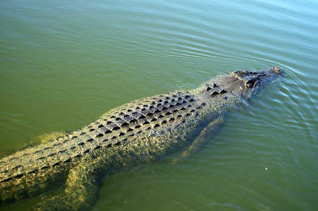 crocodile in kakadu