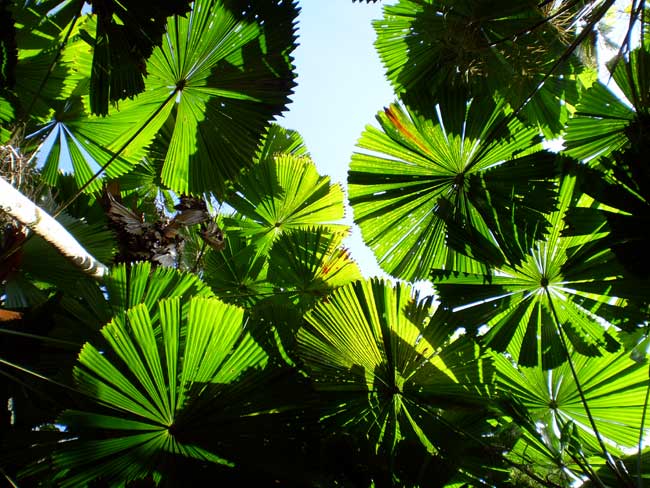 photo of a licuala ramsaya fanpalm at cape tribulation