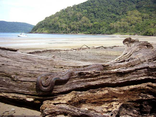 photo of an amethystine python