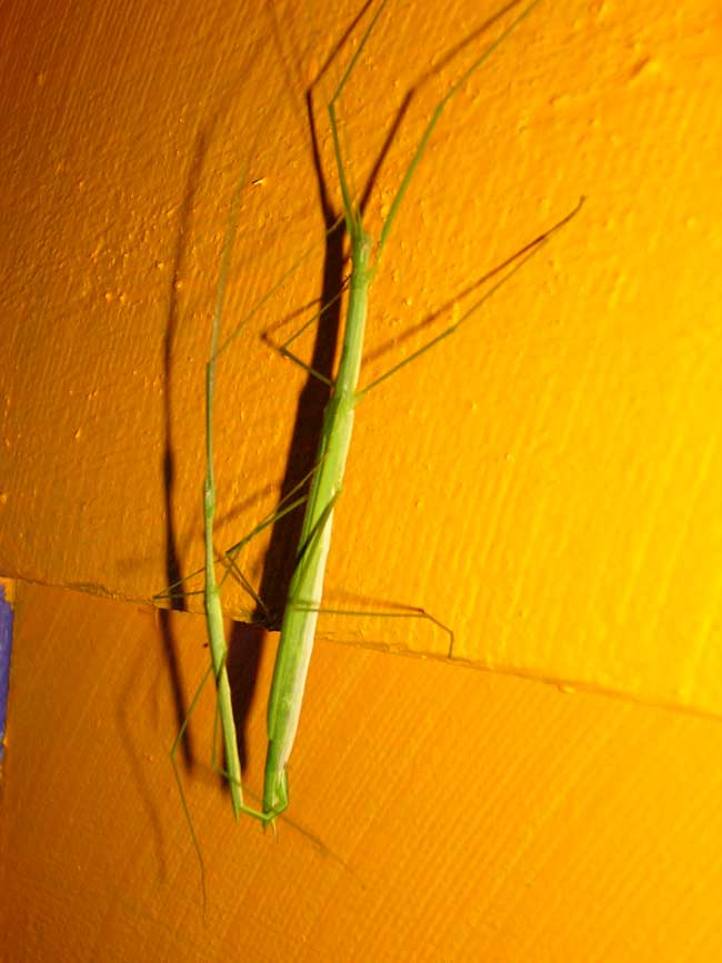 photo of mating stick insects