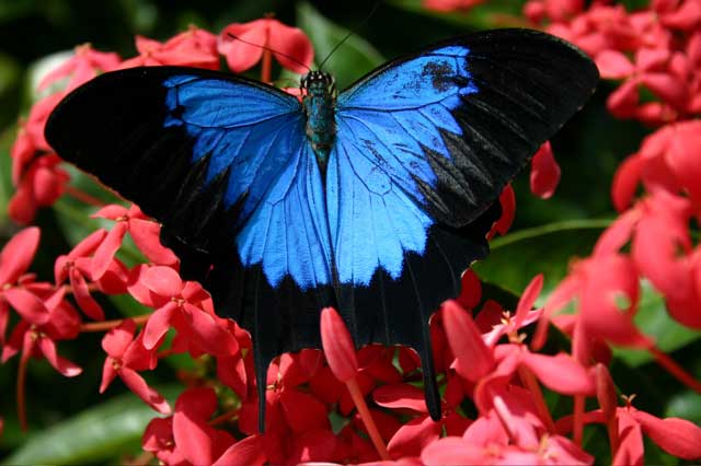 photo of a ulysses butterfly