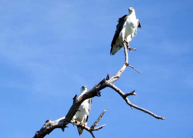 photo of White bellied sea eagles