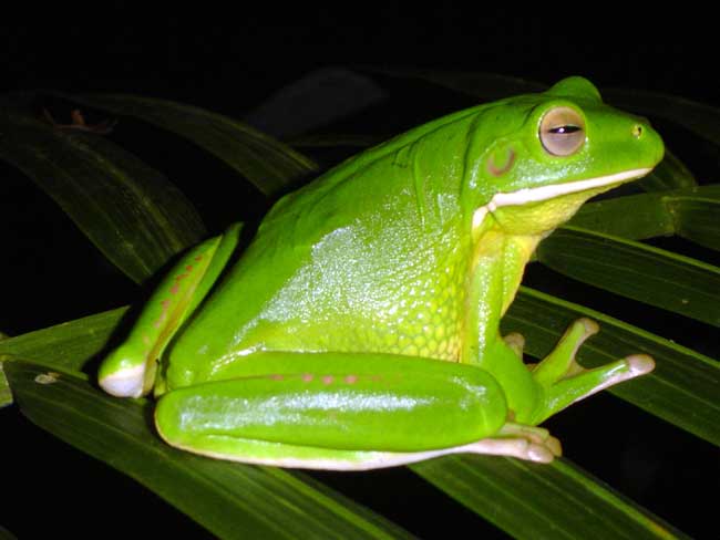 photo of white lipped tree frog