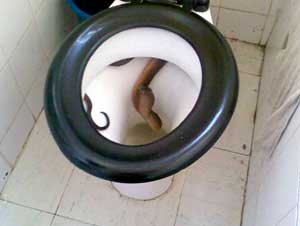 snake in toilet