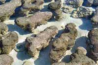 stromatolites