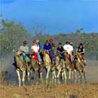 take a camel to dinner in alice springs