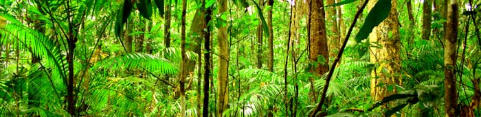 ancient world heritage listed daintree rainforest