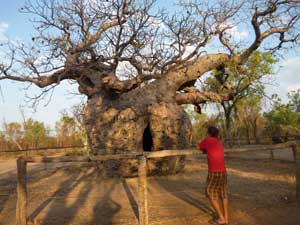 prisoner tree in derby