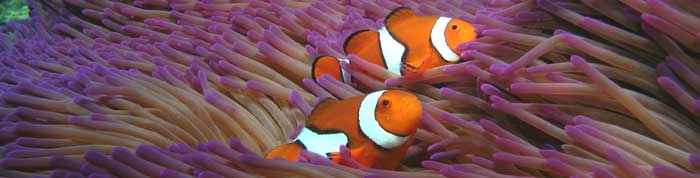 scuba diving on the great barrier reef in australia