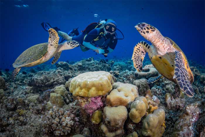 great barrier reef