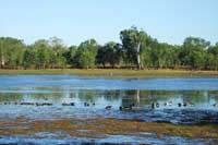 kakadu wetland