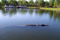 crocodile in kakadu