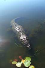 crocodile in kakadu