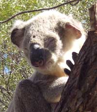 koala on magnetic island