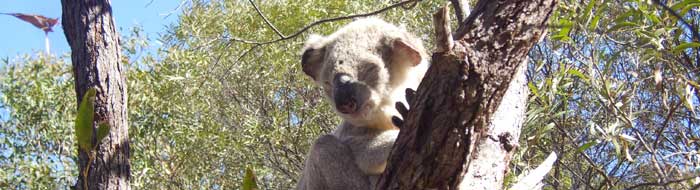 koala overpopulation on kangaroo island