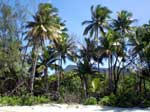 palm cove near cairns queensland