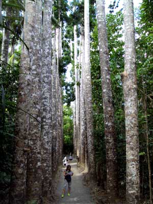 paronella park kauri