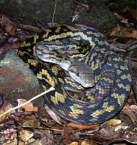 python at cape tribulation