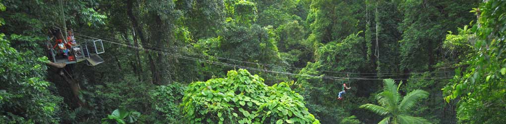 jungle surfing tours in cape tribulation in the daintree