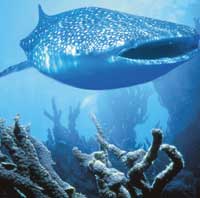 ningaloo reef western australia scuba diving western australia