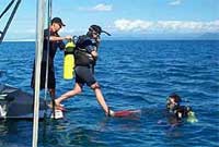 cape tribulation queensland australia scuba diving