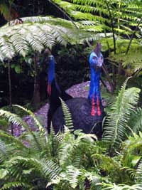 cassowary photo