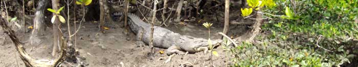 crocodile tour in australia