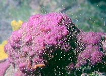 coral spawning