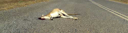 dead kangaroo on the highway