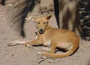 dingo darwin northern territory australia