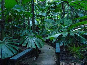 dubuji boardwalk at cape tribulation