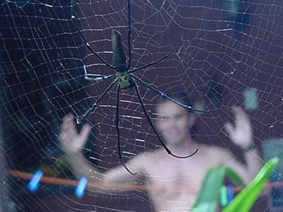 golden orb weaver record